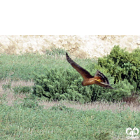 گونه سنقر سفید Pallid Harrier